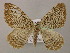  ( - BC ZSM Lep 21418)  @13 [ ] CreativeCommons - Attribution Non-Commercial Share-Alike (2010) Axel Hausmann/Bavarian State Collection of Zoology (ZSM) SNSB, Zoologische Staatssammlung Muenchen