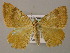  ( - BC ZSM Lep 21423)  @13 [ ] CreativeCommons - Attribution Non-Commercial Share-Alike (2010) Axel Hausmann/Bavarian State Collection of Zoology (ZSM) SNSB, Zoologische Staatssammlung Muenchen