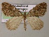  ( - BC ZSM Lep 22027)  @14 [ ] CreativeCommons - Attribution Non-Commercial Share-Alike (2010) Axel Hausmann/Bavarian State Collection of Zoology (ZSM) SNSB, Zoologische Staatssammlung Muenchen