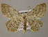  ( - BC ZSM Lep 21347)  @13 [ ] CreativeCommons - Attribution Non-Commercial Share-Alike (2010) Axel Hausmann/Bavarian State Collection of Zoology (ZSM) SNSB, Zoologische Staatssammlung Muenchen