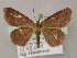  ( - BC ZSM Lep 21422)  @11 [ ] CreativeCommons - Attribution Non-Commercial Share-Alike (2010) Axel Hausmann/Bavarian State Collection of Zoology (ZSM) SNSB, Zoologische Staatssammlung Muenchen