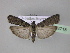  ( - BC ZSM Lep 23718)  @14 [ ] Copyright (2010) Unspecified SNSB, Zoologische Staatssammlung Muenchen