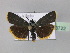  ( - BC ZSM Lep 23722)  @14 [ ] Copyright (2010) Unspecified SNSB, Zoologische Staatssammlung Muenchen