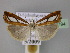  ( - BC ZSM Lep 23794)  @11 [ ] Copyright (2010) Unspecified SNSB, Zoologische Staatssammlung Muenchen