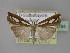  ( - BC ZSM Lep 23795)  @14 [ ] Copyright (2010) Unspecified SNSB, Zoologische Staatssammlung Muenchen
