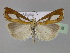  (Catoptria conchella - BC ZSM Lep 23798)  @15 [ ] Copyright (2010) Unspecified SNSB, Zoologische Staatssammlung Muenchen