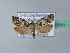  ( - BC ZSM Lep 23551)  @13 [ ] Copyright (2010) Unspecified SNSB, Zoologische Staatssammlung Muenchen