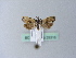  ( - BC ZSM Lep 25316)  @13 [ ] CreativeCommons - Attribution Non-Commercial Share-Alike (2010) Unspecified SNSB, Zoologische Staatssammlung Muenchen