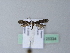  ( - BC ZSM Lep 25334)  @12 [ ] CreativeCommons - Attribution Non-Commercial Share-Alike (2010) Unspecified SNSB, Zoologische Staatssammlung Muenchen