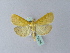  ( - BC ZSM Lep 25384)  @12 [ ] CreativeCommons - Attribution Non-Commercial Share-Alike (2010) Unspecified SNSB, Zoologische Staatssammlung Muenchen