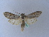  ( - BC ZSM Lep 25423)  @13 [ ] CreativeCommons - Attribution Non-Commercial Share-Alike (2010) Unspecified SNSB, Zoologische Staatssammlung Muenchen