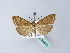  ( - BC ZSM Lep 25510)  @13 [ ] CreativeCommons - Attribution Non-Commercial Share-Alike (2010) Unspecified SNSB, Zoologische Staatssammlung Muenchen