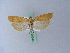  ( - BC ZSM Lep 25546)  @14 [ ] CreativeCommons - Attribution Non-Commercial Share-Alike (2010) Unspecified SNSB, Zoologische Staatssammlung Muenchen