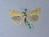  ( - BC ZSM Lep 25568)  @14 [ ] CreativeCommons - Attribution Non-Commercial Share-Alike (2010) Unspecified SNSB, Zoologische Staatssammlung Muenchen