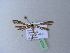  ( - BC ZSM Lep 25731)  @13 [ ] CreativeCommons - Attribution Non-Commercial Share-Alike (2010) Unspecified SNSB, Zoologische Staatssammlung Muenchen