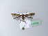  ( - BC ZSM Lep 25783)  @13 [ ] CreativeCommons - Attribution Non-Commercial Share-Alike (2010) Unspecified SNSB, Zoologische Staatssammlung Muenchen