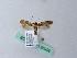  ( - BC ZSM Lep 26958)  @13 [ ] CreativeCommons - Attribution Non-Commercial Share-Alike (2010) Unspecified SNSB, Zoologische Staatssammlung Muenchen