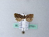  ( - BC ZSM Lep 27021)  @11 [ ] CreativeCommons - Attribution Non-Commercial Share-Alike (2010) Unspecified SNSB, Zoologische Staatssammlung Muenchen