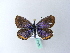  ( - BC ZSM Lep 27034)  @14 [ ] CreativeCommons - Attribution Non-Commercial Share-Alike (2010) Unspecified SNSB, Zoologische Staatssammlung Muenchen