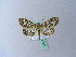  ( - BC ZSM Lep 27051)  @13 [ ] CreativeCommons - Attribution Non-Commercial Share-Alike (2010) Unspecified SNSB, Zoologische Staatssammlung Muenchen