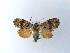  ( - BC ZSM Lep 27055)  @13 [ ] CreativeCommons - Attribution Non-Commercial Share-Alike (2010) Unspecified SNSB, Zoologische Staatssammlung Muenchen