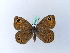  ( - BC ZSM Lep 27141)  @13 [ ] CreativeCommons - Attribution Non-Commercial Share-Alike (2010) Unspecified SNSB, Zoologische Staatssammlung Muenchen