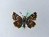  ( - BC ZSM Lep 27158)  @13 [ ] CreativeCommons - Attribution Non-Commercial Share-Alike (2010) Unspecified SNSB, Zoologische Staatssammlung Muenchen