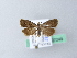  ( - BC ZSM Lep 27249)  @14 [ ] CreativeCommons - Attribution Non-Commercial Share-Alike (2010) Unspecified SNSB, Zoologische Staatssammlung Muenchen