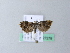  ( - BC ZSM Lep 27278)  @13 [ ] CreativeCommons - Attribution Non-Commercial Share-Alike (2010) Unspecified SNSB, Zoologische Staatssammlung Muenchen
