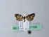  ( - BC ZSM Lep 27326)  @12 [ ] CreativeCommons - Attribution Non-Commercial Share-Alike (2010) Unspecified SNSB, Zoologische Staatssammlung Muenchen