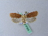  ( - BC ZSM Lep 27329)  @14 [ ] CreativeCommons - Attribution Non-Commercial Share-Alike (2010) Unspecified SNSB, Zoologische Staatssammlung Muenchen