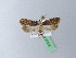  ( - BC ZSM Lep 27355)  @14 [ ] CreativeCommons - Attribution Non-Commercial Share-Alike (2010) Unspecified SNSB, Zoologische Staatssammlung Muenchen