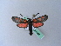  ( - BC ZSM Lep 27380)  @11 [ ] CreativeCommons - Attribution Non-Commercial Share-Alike (2010) Unspecified SNSB, Zoologische Staatssammlung Muenchen