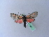  ( - BC ZSM Lep 27381)  @11 [ ] CreativeCommons - Attribution Non-Commercial Share-Alike (2010) Unspecified SNSB, Zoologische Staatssammlung Muenchen