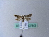  ( - BC ZSM Lep 27843)  @11 [ ] CreativeCommons - Attribution Non-Commercial Share-Alike (2010) Unspecified SNSB, Zoologische Staatssammlung Muenchen
