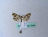  ( - BC ZSM Lep 27849)  @12 [ ] CreativeCommons - Attribution Non-Commercial Share-Alike (2010) Unspecified SNSB, Zoologische Staatssammlung Muenchen