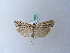  ( - BC ZSM Lep 27883)  @13 [ ] CreativeCommons - Attribution Non-Commercial Share-Alike (2010) Unspecified SNSB, Zoologische Staatssammlung Muenchen