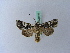  ( - BC ZSM Lep 28049)  @14 [ ] CreativeCommons - Attribution Non-Commercial Share-Alike (2010) Unspecified SNSB, Zoologische Staatssammlung Muenchen