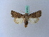  ( - BC ZSM Lep 28055)  @13 [ ] CreativeCommons - Attribution Non-Commercial Share-Alike (2010) Unspecified SNSB, Zoologische Staatssammlung Muenchen