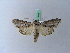  (Cucullia dracunculi - BC ZSM Lep 28116)  @13 [ ] CreativeCommons - Attribution Non-Commercial Share-Alike (2010) Unspecified SNSB, Zoologische Staatssammlung Muenchen