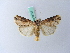  ( - BC ZSM Lep 28157)  @13 [ ] CreativeCommons - Attribution Non-Commercial Share-Alike (2010) Unspecified SNSB, Zoologische Staatssammlung Muenchen