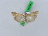  ( - BC ZSM Lep 28495)  @12 [ ] CreativeCommons - Attribution Non-Commercial Share-Alike (2010) Unspecified SNSB, Zoologische Staatssammlung Muenchen