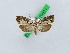  ( - BC ZSM Lep 28521)  @12 [ ] CreativeCommons - Attribution Non-Commercial Share-Alike (2010) Unspecified SNSB, Zoologische Staatssammlung Muenchen