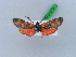  ( - BC ZSM Lep 28533)  @12 [ ] CreativeCommons - Attribution Non-Commercial Share-Alike (2010) Unspecified SNSB, Zoologische Staatssammlung Muenchen