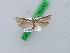  ( - BC ZSM Lep 28550)  @12 [ ] CreativeCommons - Attribution Non-Commercial Share-Alike (2010) Unspecified SNSB, Zoologische Staatssammlung Muenchen
