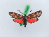  ( - BC ZSM Lep 28569)  @13 [ ] CreativeCommons - Attribution Non-Commercial Share-Alike (2010) Unspecified SNSB, Zoologische Staatssammlung Muenchen