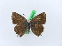  ( - BC ZSM Lep 28647)  @13 [ ] CreativeCommons - Attribution Non-Commercial Share-Alike (2010) Unspecified SNSB, Zoologische Staatssammlung Muenchen