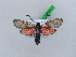  ( - BC ZSM Lep 28670)  @14 [ ] CreativeCommons - Attribution Non-Commercial Share-Alike (2010) Unspecified SNSB, Zoologische Staatssammlung Muenchen