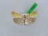  (Xanthocrambus - BC ZSM Lep 28689)  @14 [ ] CreativeCommons - Attribution Non-Commercial Share-Alike (2010) Unspecified SNSB, Zoologische Staatssammlung Muenchen
