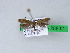  ( - BC ZSM Lep 28832)  @11 [ ] CreativeCommons - Attribution Non-Commercial Share-Alike (2010) Unspecified SNSB, Zoologische Staatssammlung Muenchen
